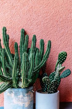 image of Green Cactus on the desk with pink wall background