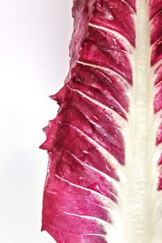 One leaf of a red salad on a white background ,the vegetable  is bright and wet ,beautiful leaf vein , white and red color contrast ,abstract composition 