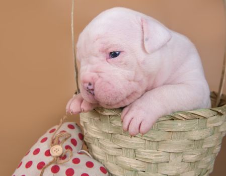 Funny small white American Bulldog puppy dog is sitting in a wood basket with red heart on Valentine s Day.