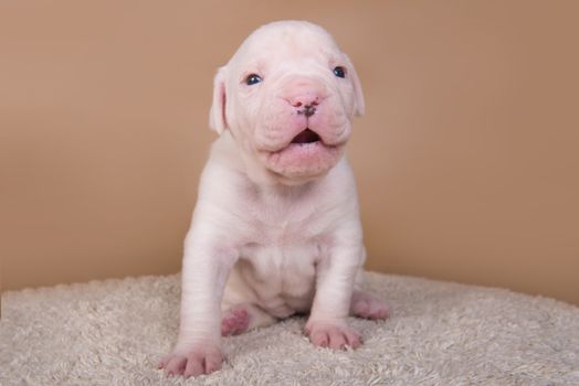 Funny small American Bulldog puppy dog is sitting on light brown background.