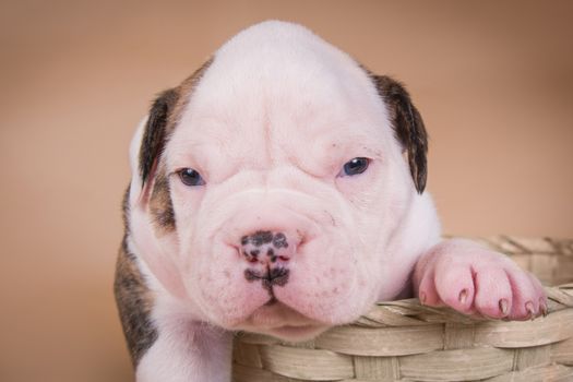 Funny small American Bulldog puppy dog is sitting in a wood basket on Valentine s Day.