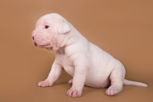 Funny small American Bulldog puppy dog is sitting on light brown background.