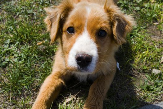 Dog portrait in the Georgia, daylight and outdoor