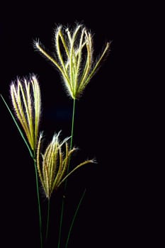 Flower of Swallen Finger grass in black background