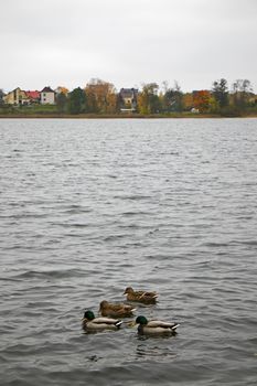 Ducks swimming in the lake, Trakai lake, Lithuania. Cloudy weather.