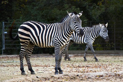zebra in Berlin zoo