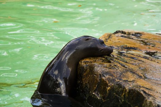 Sea lion in the water, Berlin zoo, Germany