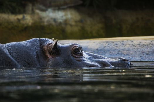 Hippopotamus in the water, Berlin Zoo, wild animal life