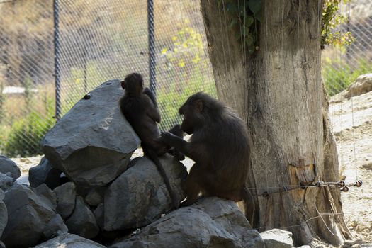 The macaques constitute a genus of gregarious Old World monkeys of the subfamily Cercopithecinae. Urban monkey macaque in Tbilisi Zoo. Georgia