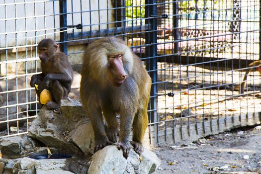 The macaques constitute a genus of gregarious Old World monkeys of the subfamily Cercopithecinae. Urban monkey macaque in Tbilisi Zoo. Georgia