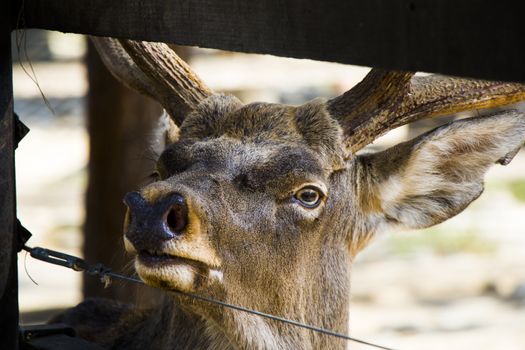 Deer portrait close-up, wild animal in Berlin zoo