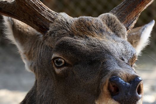 Deer portrait close-up, wild animal in Berlin zoo