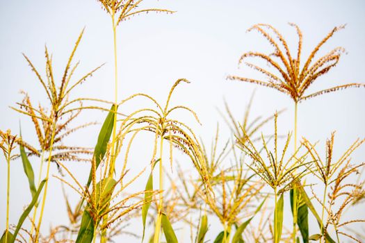 Ragi Crop, Millet crop, wonder grain. High quality photo