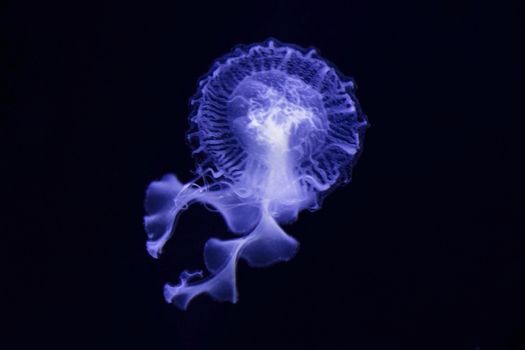 Jellyfish under water, medusa, sea animal in water, blue color background