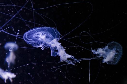 Jellyfish under water, medusa, sea animal in water, blue color background