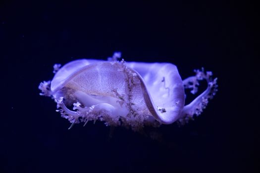 Jellyfish under water, medusa, sea animal in water, blue color background