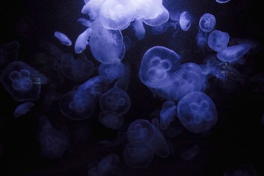 Jellyfish under water, medusa, sea animal in water, blue color background