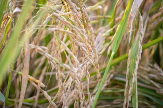 Paddy crop in India. India is one of the world's largest producers of rice, including white rice and brown rice, High quality photo