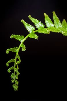 Freshness Green leaf of Fern on black background