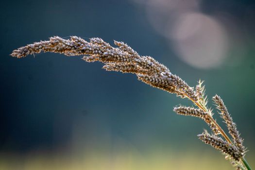 Ragi crop image/ Finger millet/ wonder food. . High quality photo