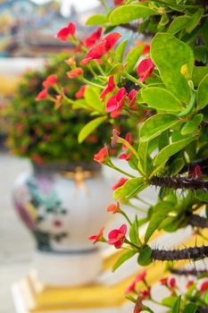 Crown of Thorns is Sacred plant in Chinese religious venues have many small red flower