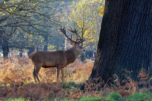 Male Red deer (Cervus Elaphus) standing and alert in Richmond Park, SW London.