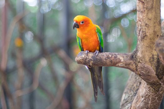 Sun Conure Parrots Beautiful Parrot on branch of tree