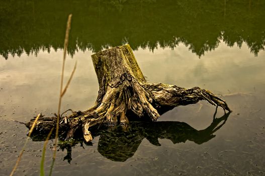 An old rotten snag in the water on the lake.
