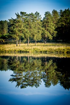 Beautiful blue sky over the lake and coniferous forest.