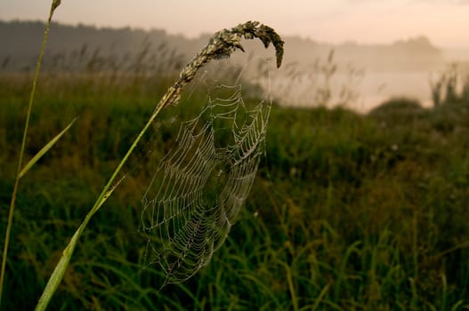 Catching a spider net in the grass against the sunset. Beautiful nature in the field and the web.