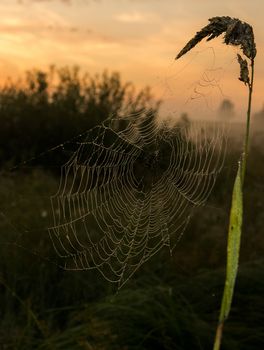 Catching a spider net in the grass against the sunset. Beautiful nature in the field and the web.