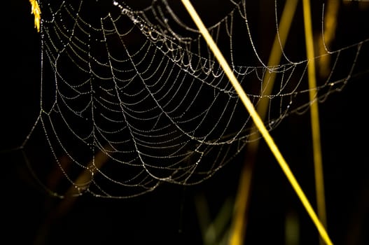 Catching a spider net in the grass against the sunset. Beautiful nature in the field and the web.
