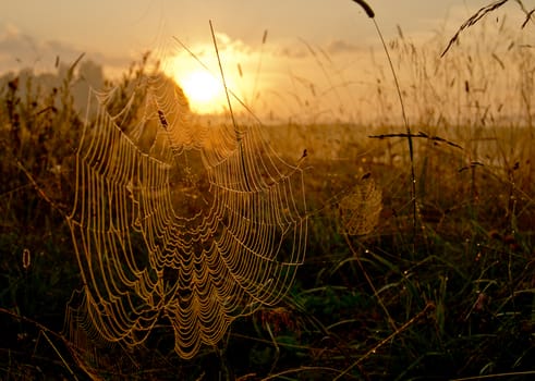 Catching a spider net in the grass against the sunset. Beautiful nature in the field and the web.