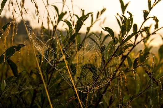 Catching a spider net in the grass against the sunset. Beautiful nature in the field and the web.