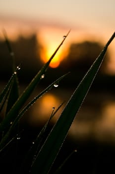 Drops of water on leaves of grass. Dew on the green grass.