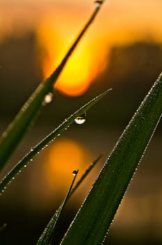 Drops of water on leaves of grass. Dew on the green grass.