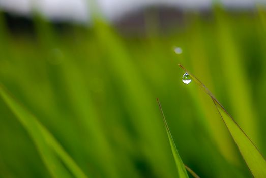 Drops of water on leaves of grass. Dew on the green grass.