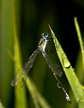 Drops of water on leaves of grass. Dew on the green grass.