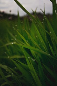 Drops of water on leaves of grass. Dew on the green grass.