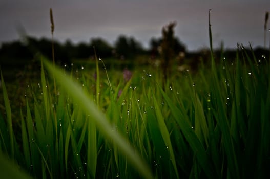 Drops of water on leaves of grass. Dew on the green grass.