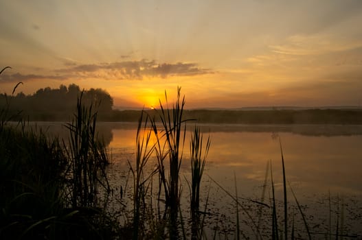 Lake at sunset, coastal grass and trees. The light of the sunset above the water.
