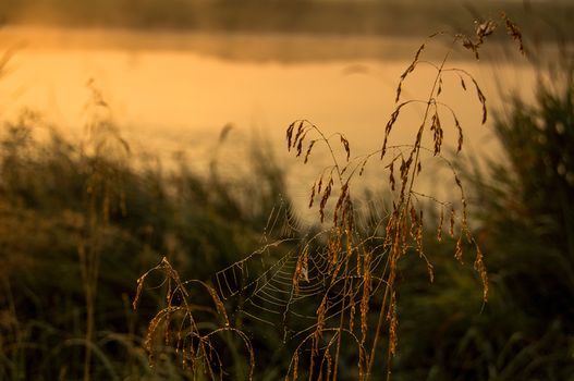 Lake at sunset, coastal grass and trees. The light of the sunset above the water.