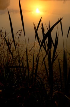 Lake at sunset, coastal grass and trees. The light of the sunset above the water.