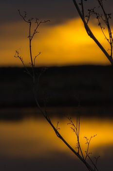 Lake at sunset, coastal grass and trees. The light of the sunset above the water.