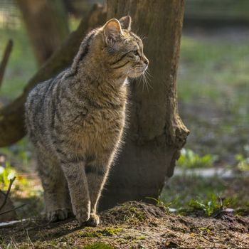 wild cat in the green season leaf forest