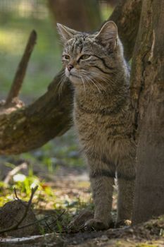 wild cat in the green season leaf forest