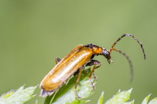 little beetle in the green nature season garden