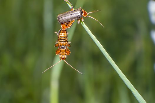 little soft beetle in sex on blade of grass