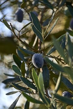 Black olive covered with dew, details, macro photography