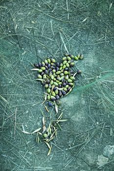 Set of harvested olives in blanket, traditional agriculture